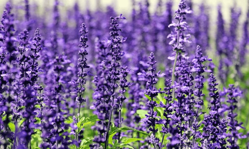 Hoa Violet Là Hoa Gì?