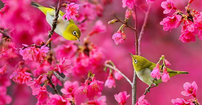Hoàn cảnh sáng tác bài thơ "Mùa xuân nho nhỏ" Gallery 1
