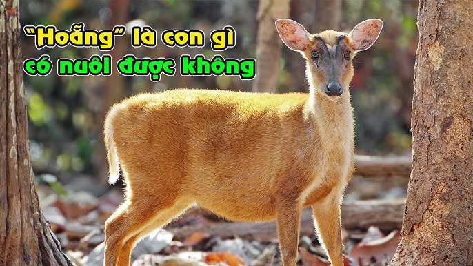 Hoăng Là Gì?