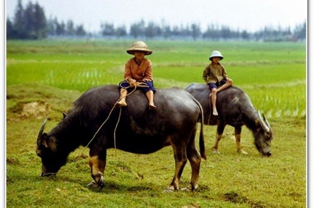 Rủ Nhau Đi Cấy Đi Cày Gallery 2