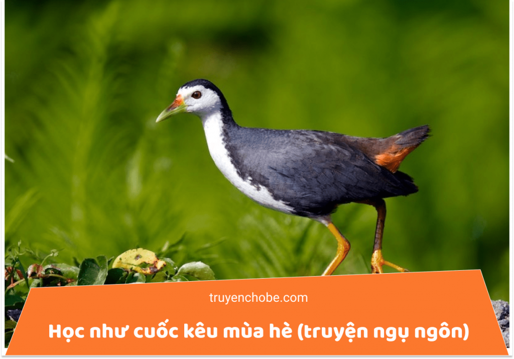 Học như cuốc kêu