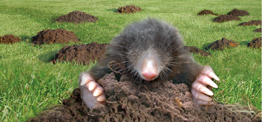 Hoe vang ik een mol? Gallery 2