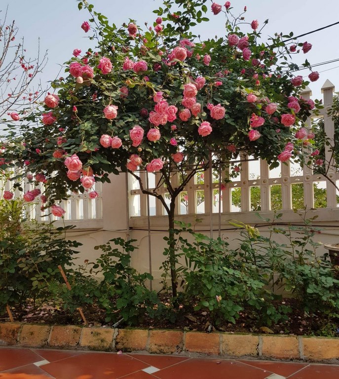 Hồng Cổ Sapa Thân Gỗ