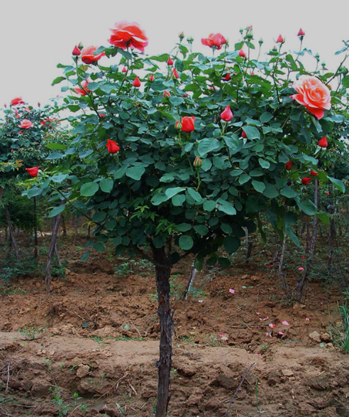 Hồng thân gỗ là gì?