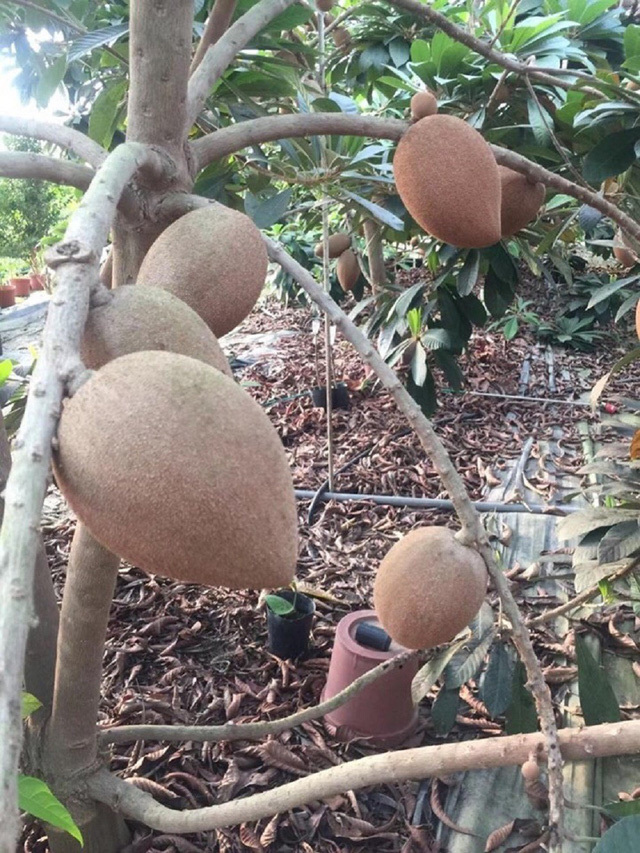 Hồng Xiêm Khổng Lồ