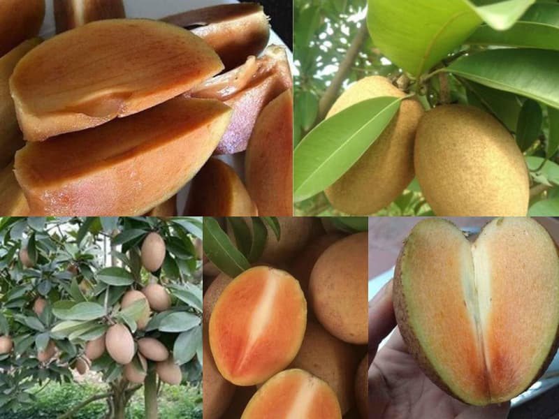Hồng Xiêm Xoài Có Mấy Loại?