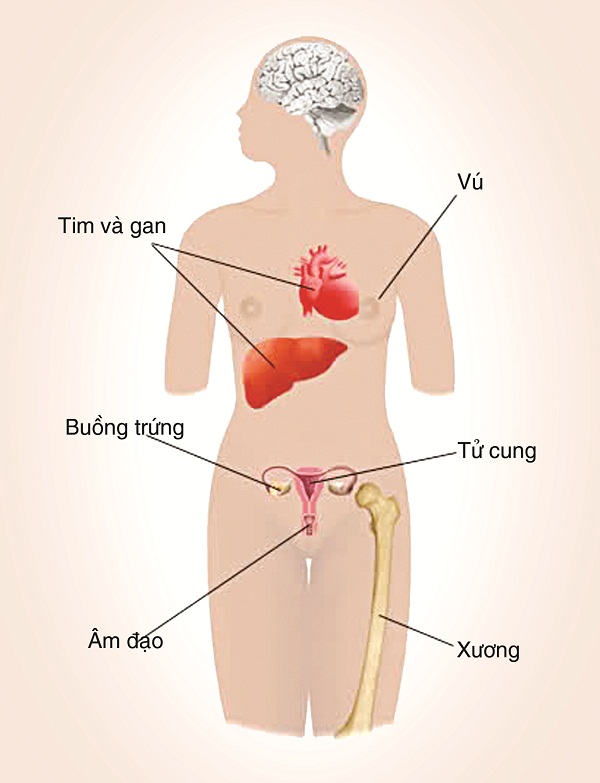 Hoocmon Sinh Dục Nữ