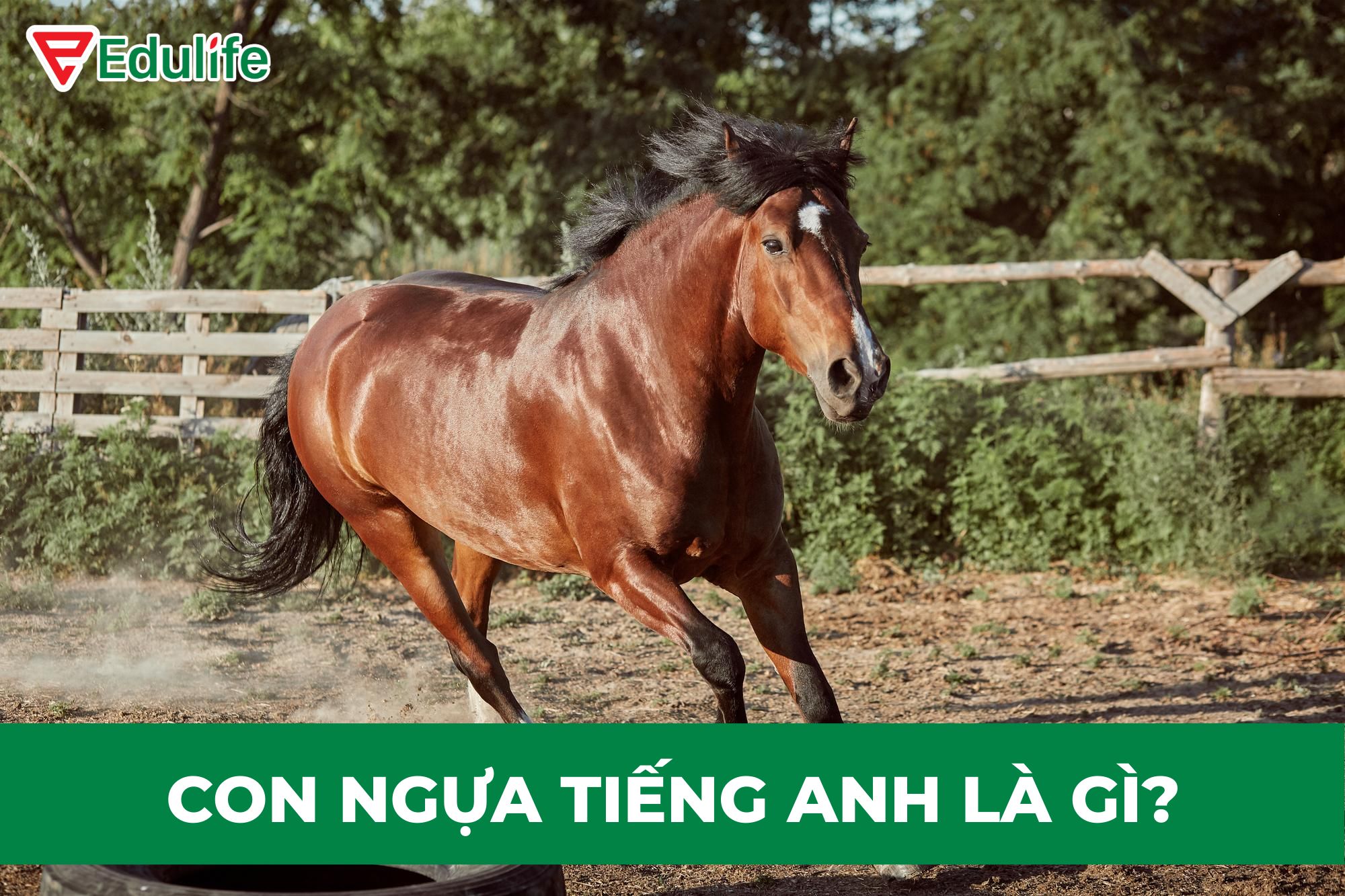 What is the English Word for Horse? Gallery 2
