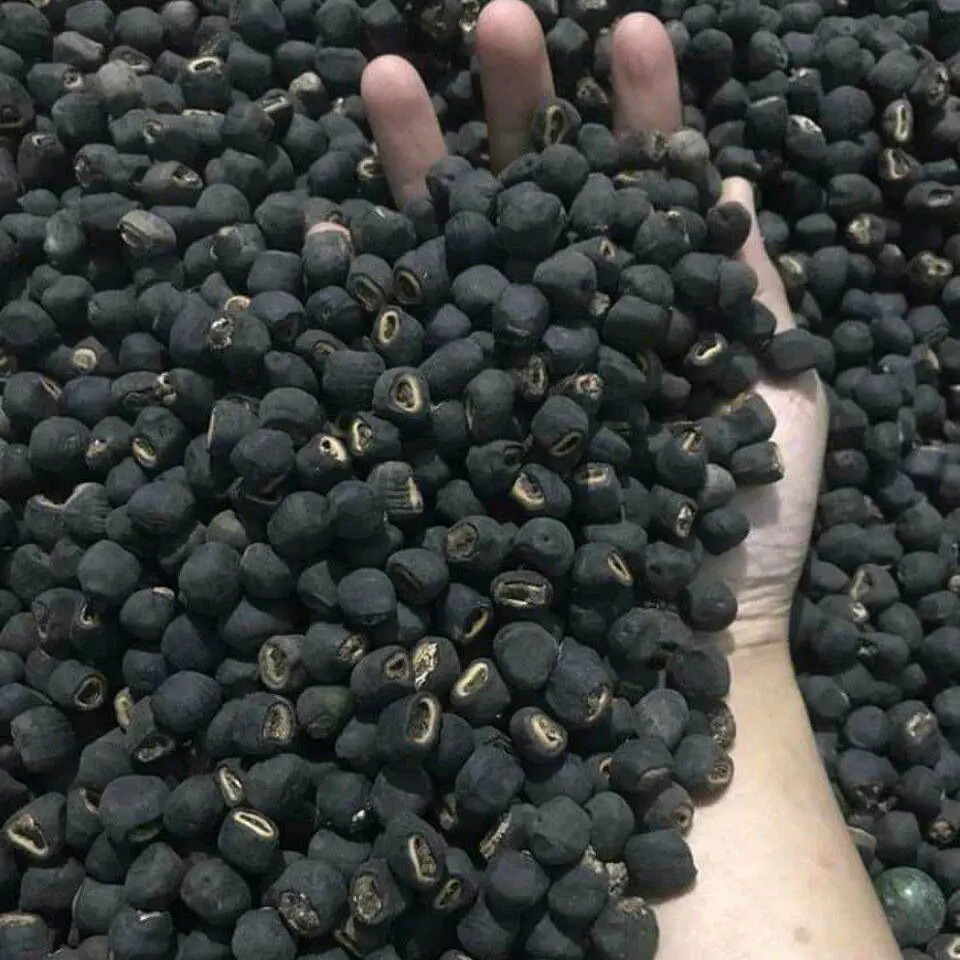 Hột Chuối Cô Đơn
