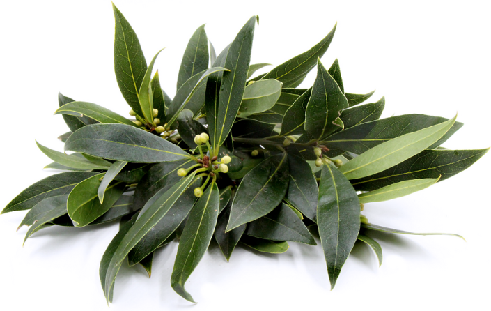 Bay Leaf Gallery 2