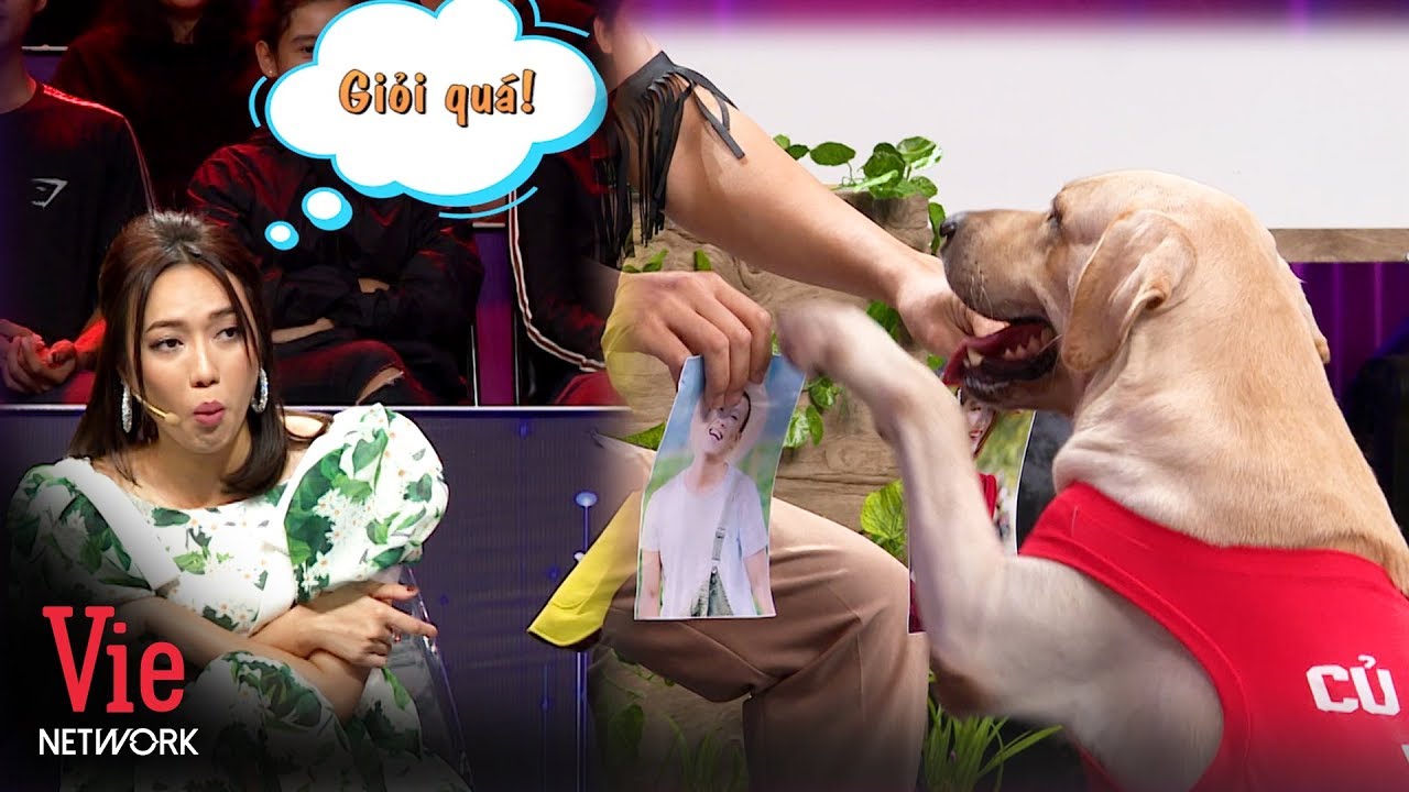 Chó cái: Hướng dẫn chăm sóc và huấn luyện toàn diện Gallery 2