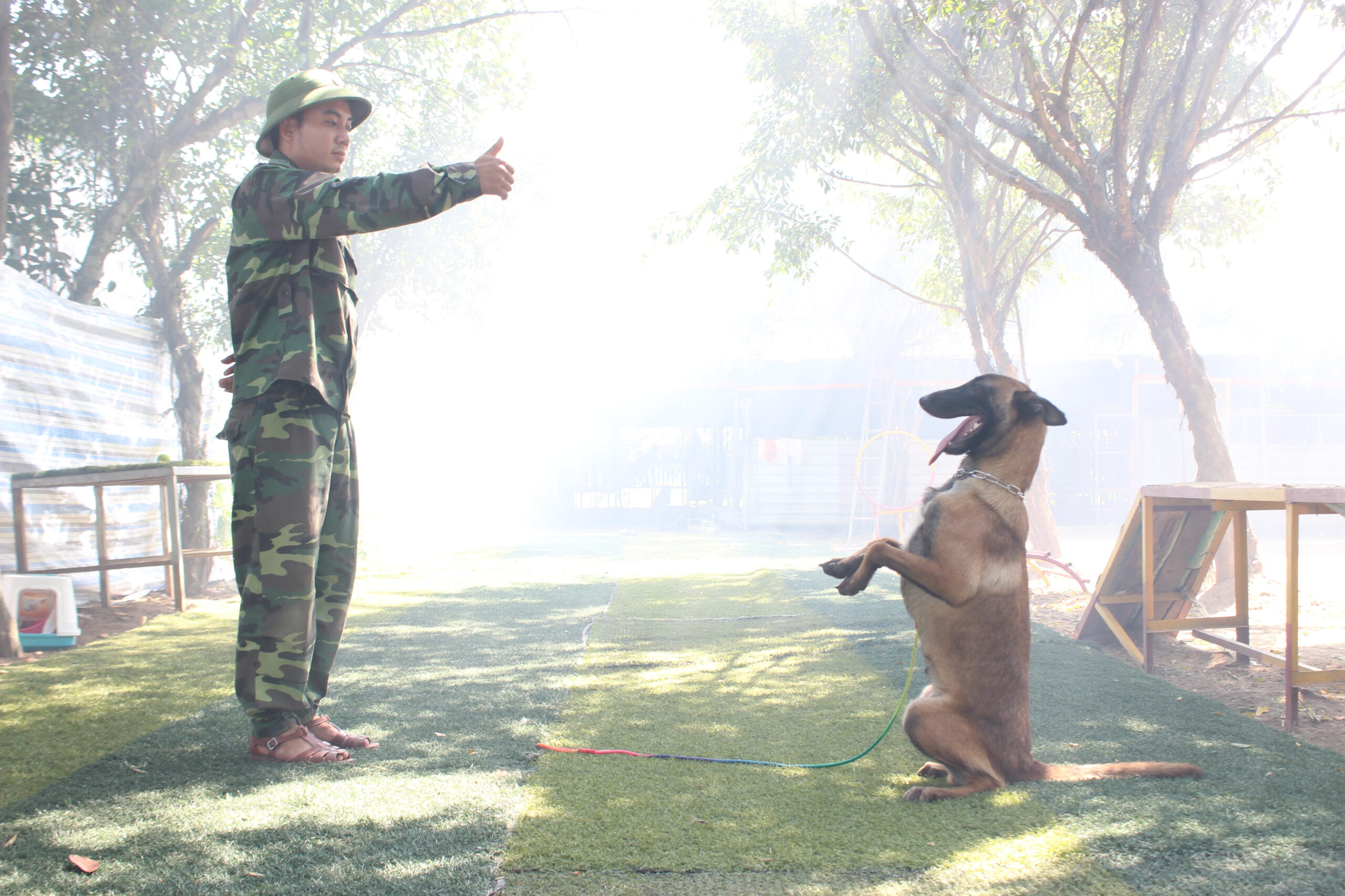 Chó giữ nhà là gì? Gallery 2