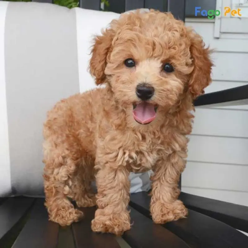 Cách Nuôi Chó Poodle 3 Tháng Tuổi Gallery 2