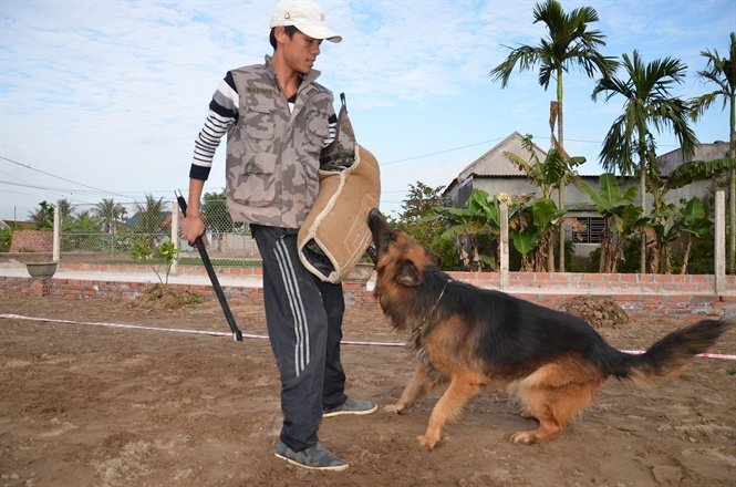Cách Nuôi Chó Đàn Không Cắn Nhau Gallery 2
