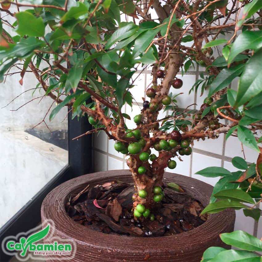Cây Nho Thân Gỗ Tứ Quý Trồng Chậu Gallery 2