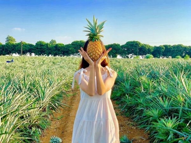 Đồi Dứa Tam Điệp - Thiên Đường Dứa Xanh Mướt Giữa Lòng Ninh Thuận Gallery 2