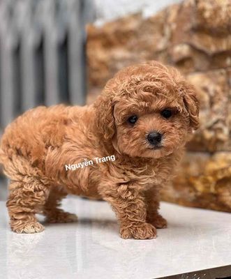 Chợ Tốt Chó Poodle: Tìm Kiếm Và Mua Bán Poodle Dễ Dàng Gallery 1