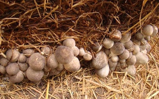 Hướng dẫn trồng nấm rơm