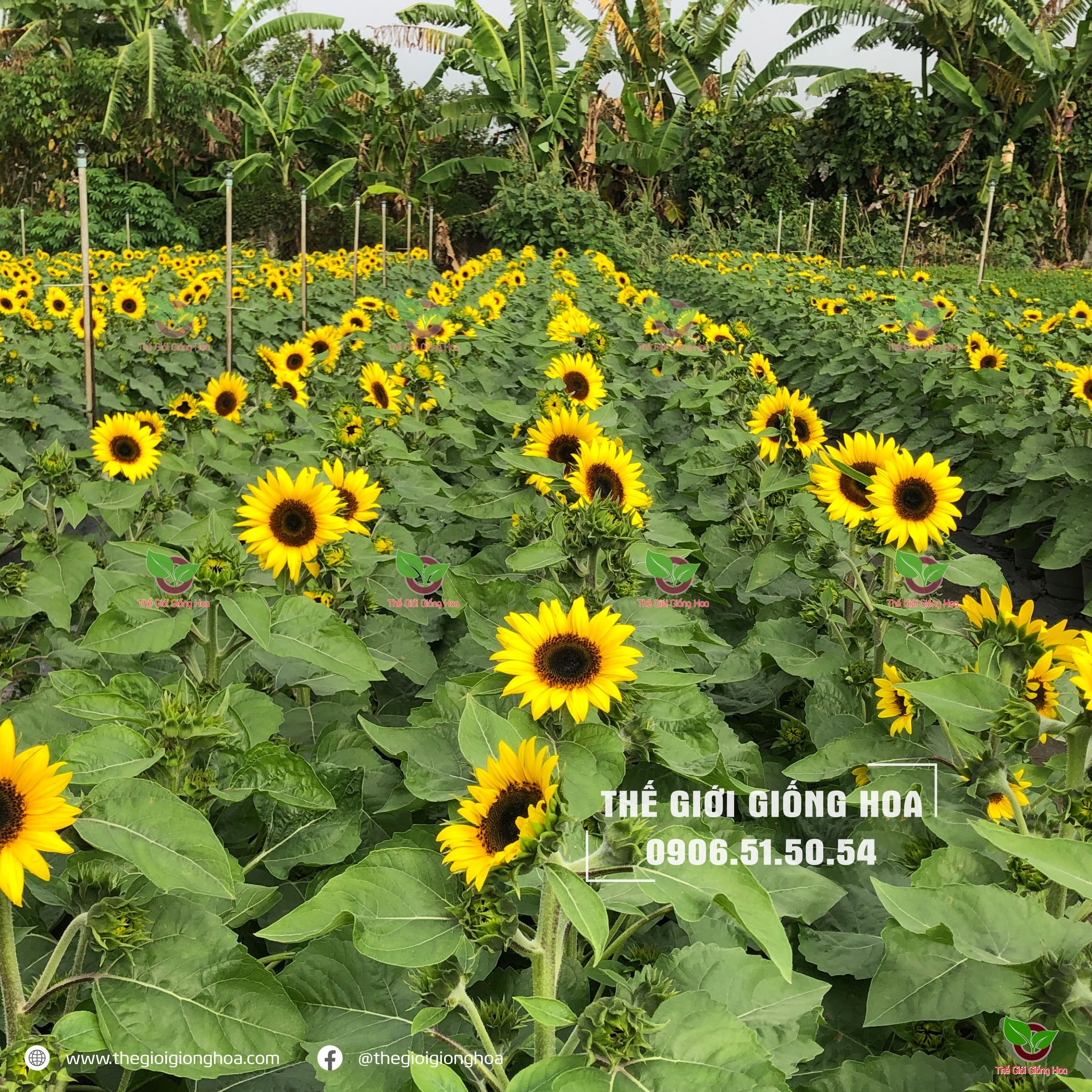 Hướng Dương Lùn Siêu Bông