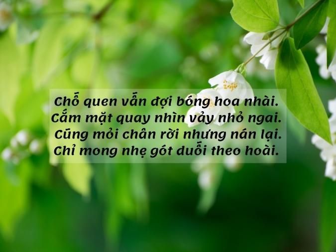 Thơ về Hoa Nhài Gallery 2
