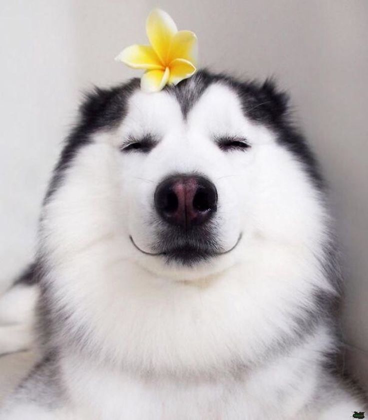 Husky Ảnh Chó Cute