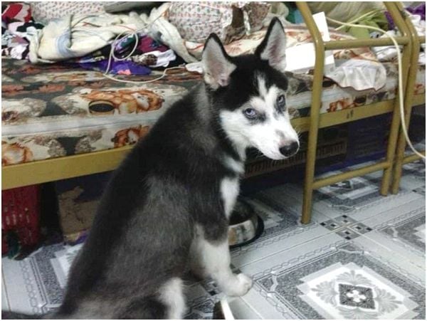 Husky Lai Chó Cỏ
