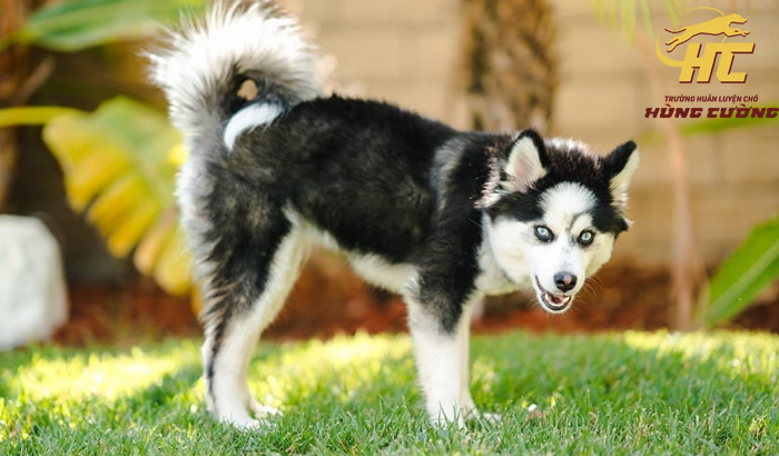 Husky Lai Phốc Sóc