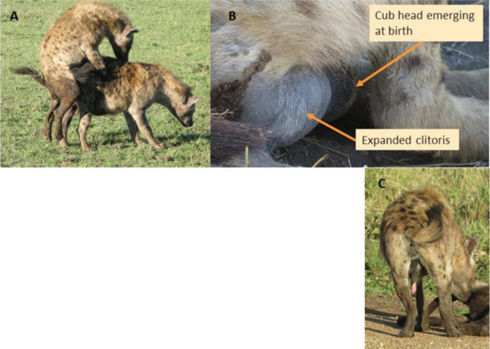 Hyena: The Ultimate Guide to These Misunderstood Creatures Gallery 2