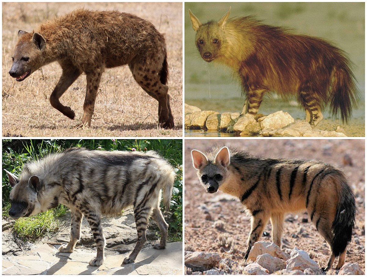 Hyena: The Ultimate Guide to These Misunderstood Creatures Gallery 1