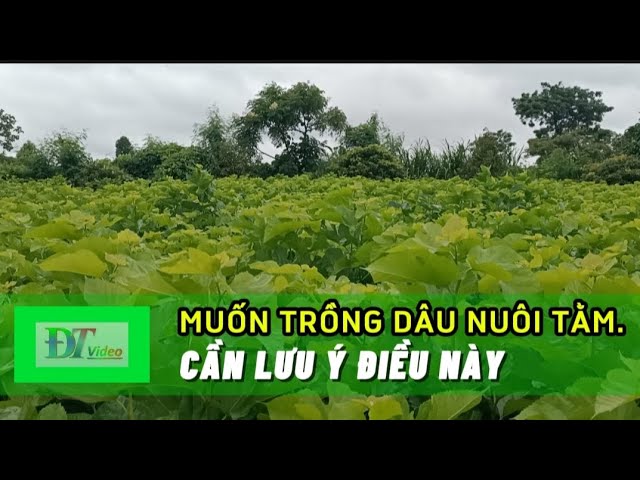 Cách Trồng Dâu Nuôi Tằm Hiệu Quả Gallery 1