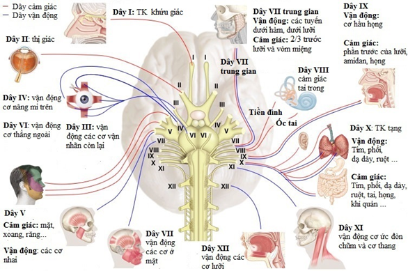 Bài giảng 12 đôi dây thần kinh sọ não Gallery 1