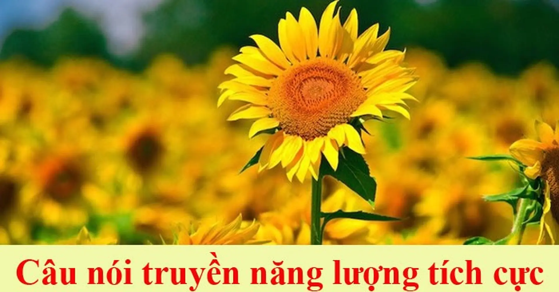 Status Ngày Mới Năng Lượng: Gợi Ý Hay Nhất Để Bắt Đầu Ngày Mới Tràn Đầy Sức Sống Gallery 1