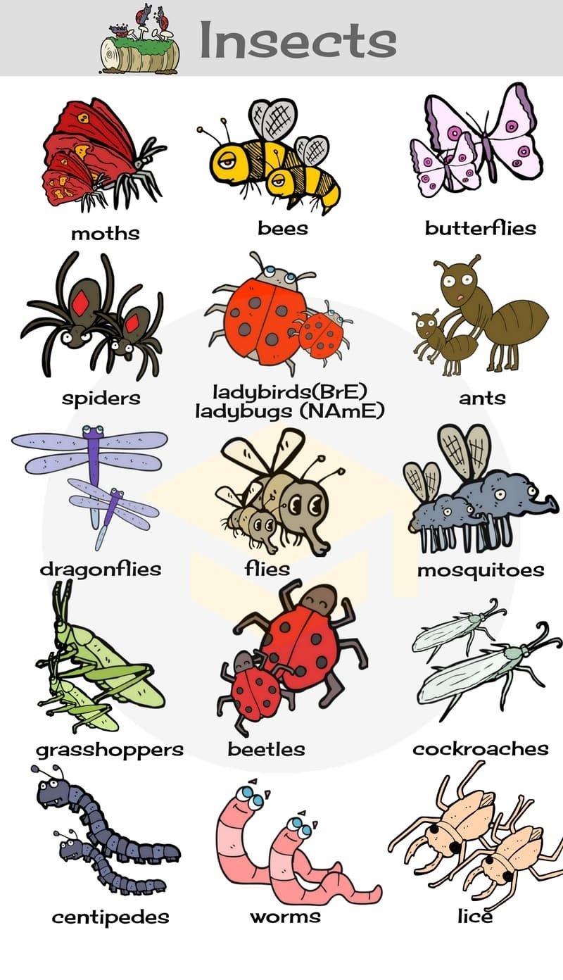 What is an Orange Bug Called in English? Gallery 1