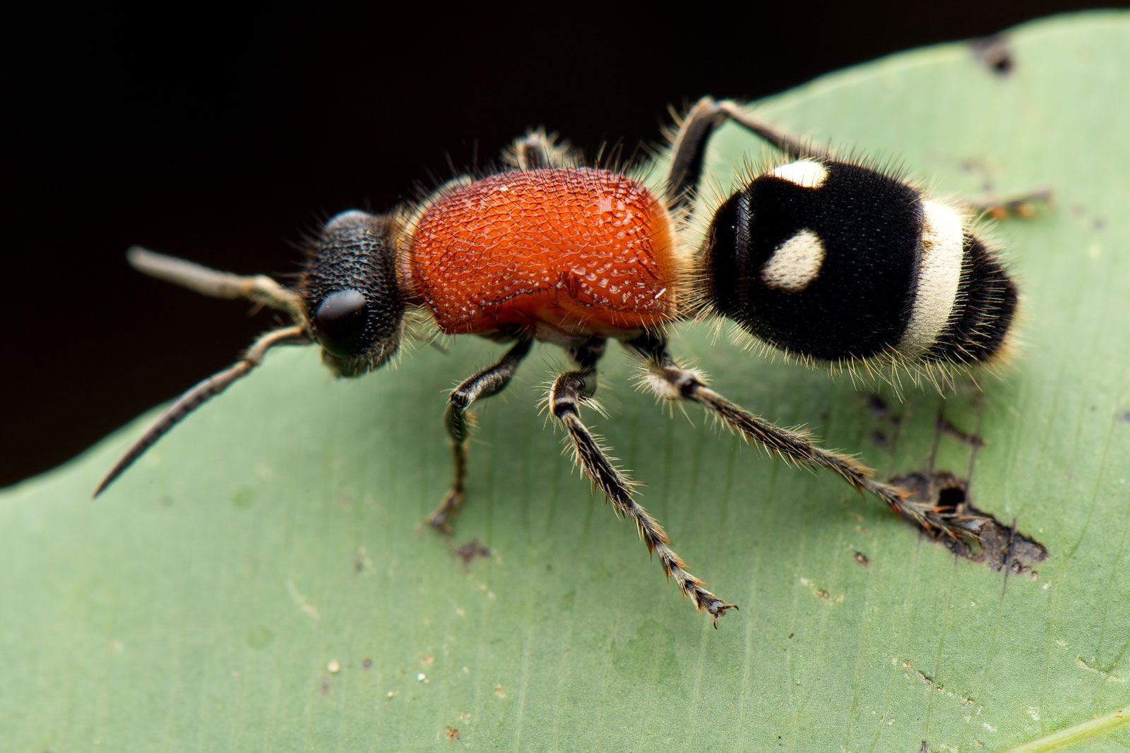 Velvet Ant: Identification, Habitat, and Sting Gallery 1