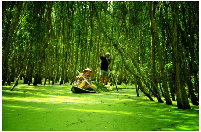 Soạn Đi Trong Hương Tràm Gallery 2