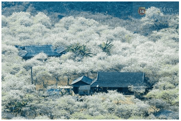 Soạn Văn Mùa Hoa Mận Gallery 2