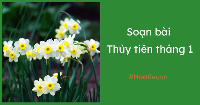 Soạn Văn 7 Thủy Tiên Tháng Một Gallery 2