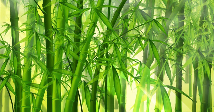 Soạn Văn Lớp 6 Bài Cây Tre Việt Nam Gallery 2