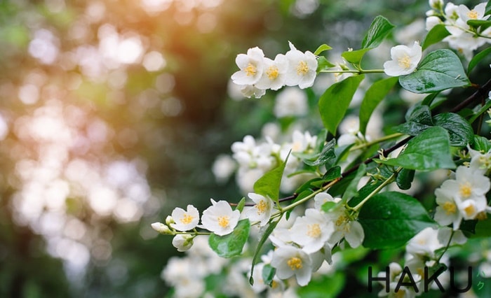 Jasmine Gallery 2