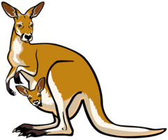 What is Kangaroo in English?