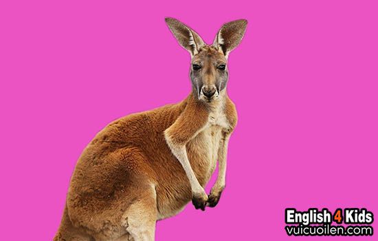 What is Kangaroo in English? Gallery 2