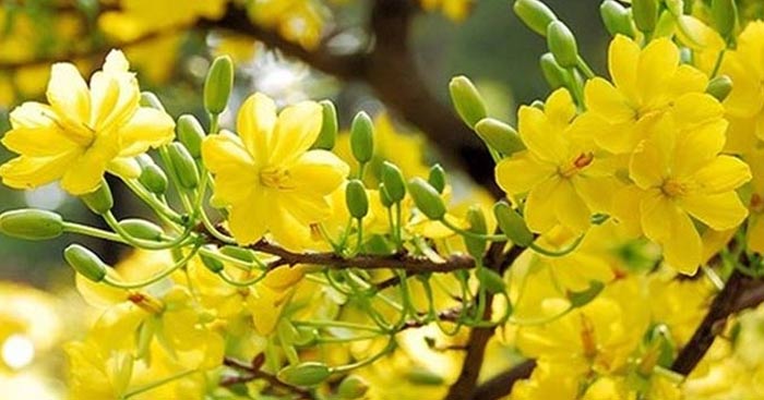 Kết Bài Mùa Xuân Chín