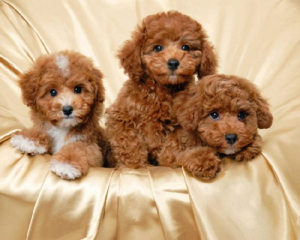 Chó Poodle Đẻ Mấy Con? Gallery 2