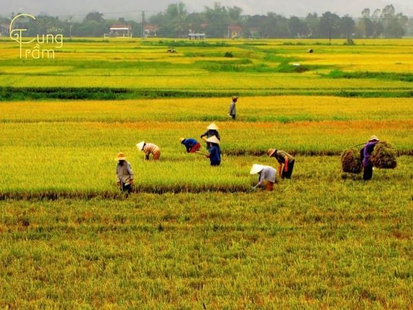 Mơ Đi Gặt Lúa Điềm Báo Điều Gì? Gallery 2