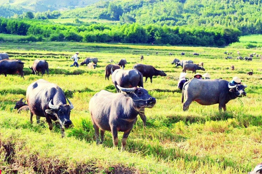 Mơ Thấy Đàn Trâu Đen: Điềm Báo Giàu Sang Hay Khó Khăn? Gallery 2