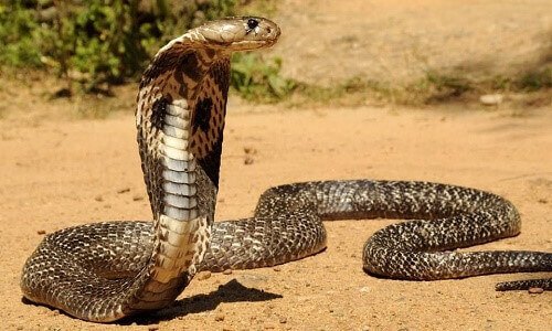 Nằm Mơ Bắt Được Rắn Hổ Mang: Điềm Báo Giàu Sang Hay Tai Ương? Gallery 2