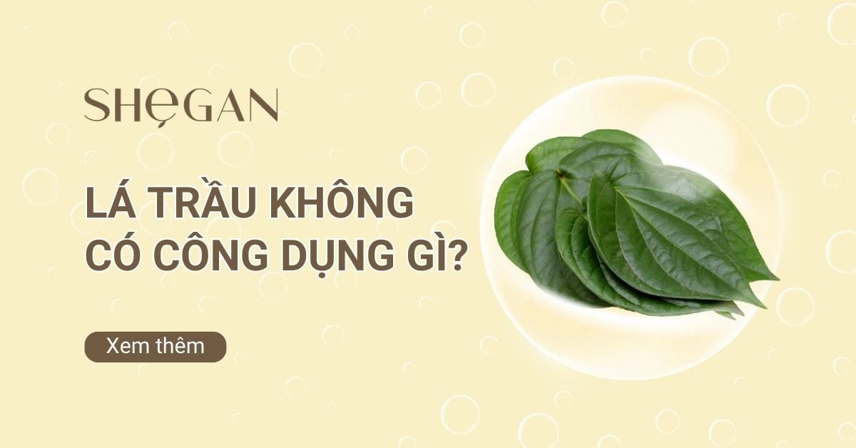 Ngâm Lá Trầu Không Có Tác Dụng Gì? Gallery 2