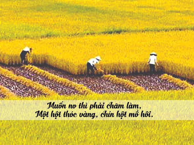 Tuyển tập tục ngữ về lao động sản xuất Gallery 2