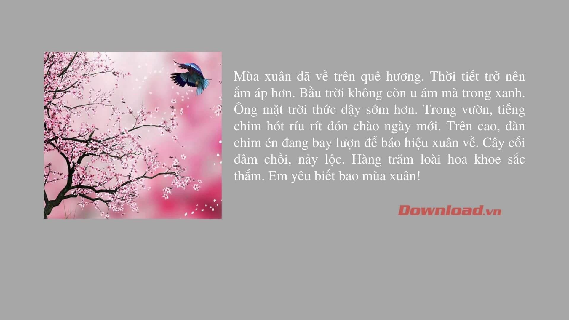 Mùa Xuân - Mùa em yêu thích Gallery 2