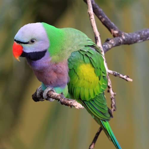 Vẹt Ngực Hồng Có Biết Nói Không? Gallery 1